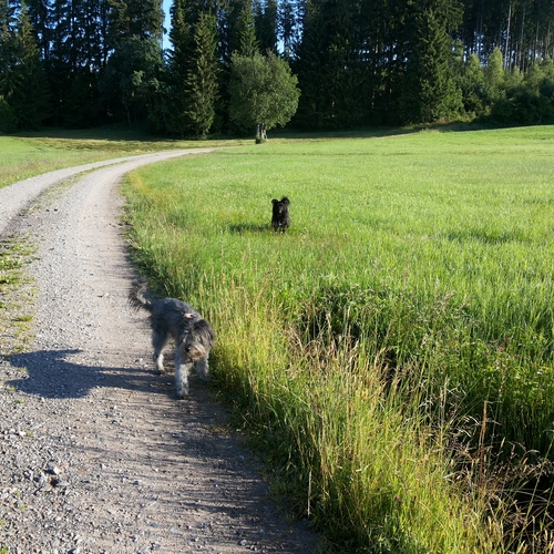 Urlaub im Schwarzwald (6)